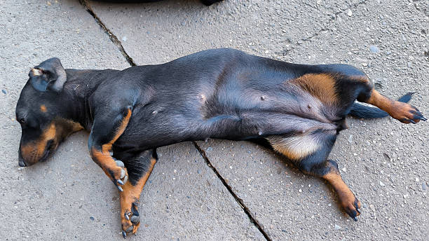 istock black dachshunds sleeping in funny pose and digging holes in the garden 2208458581