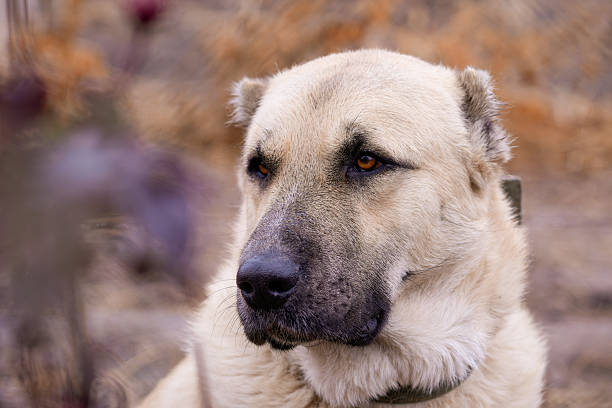Гампр собака Гампр собака