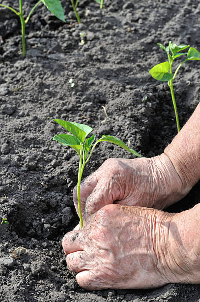 istock gardener's hands planting a pepper seedling 2208462778