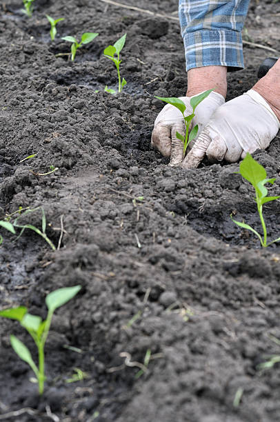 istock gardener's hands planting a pepper seedling 2208462781