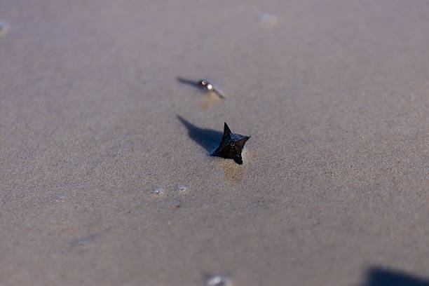 This image captures a unique marine creature resting on sandy ground, with subtle details evident in its texture and surroundings, showcasing nature's artistry in coastal habitats.