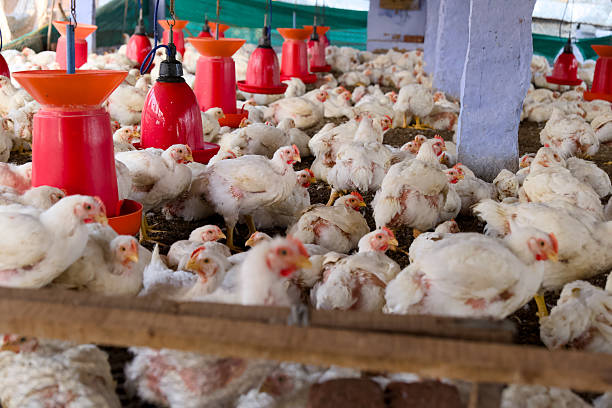 istock Chickens in a large poultry farm during daylight hours 2208468383