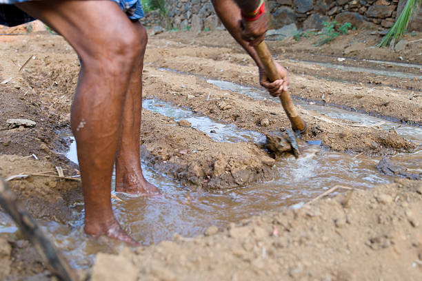 istock Farmers working in rice fields during rainy season 2208468503