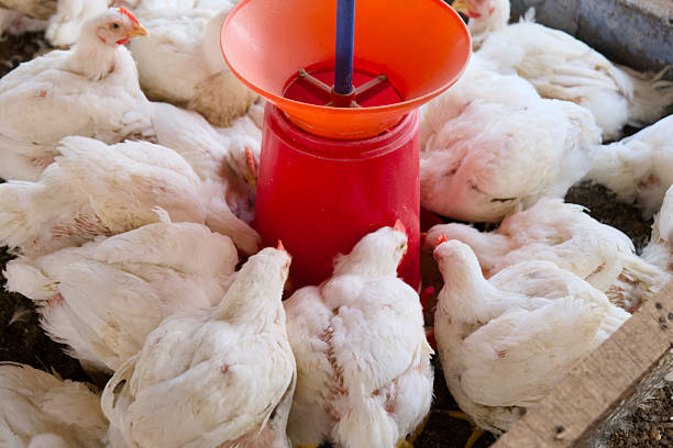 istock Feeding chickens in a poultry farm at midday 2208468535