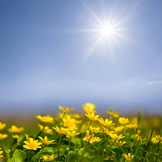 Meadow in sunset light. Beautiful meadow with fresh grass, sunbeams and yellow lens flares in nature, shallow depth of field