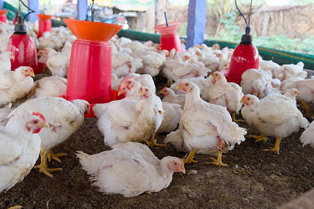 istock White chickens in a poultry farm under red feeders 2208468885