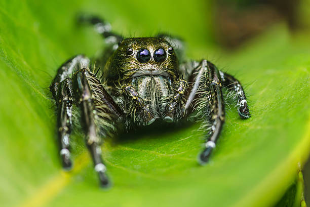 istock Jumping spider sitting on a vibrant green leaf 2208468890