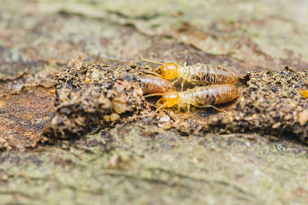 istock Termites are eating decaying wood in nature 2208468958