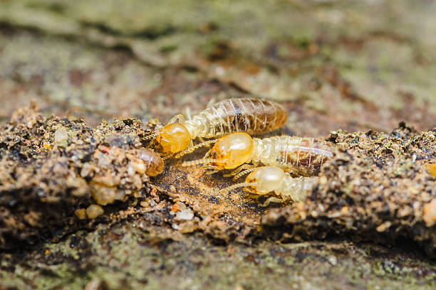 istock Termites are eating decaying wood in nature 2208468977
