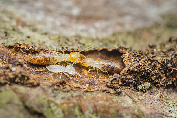 istock Termites are eating decaying wood in nature 2208468978