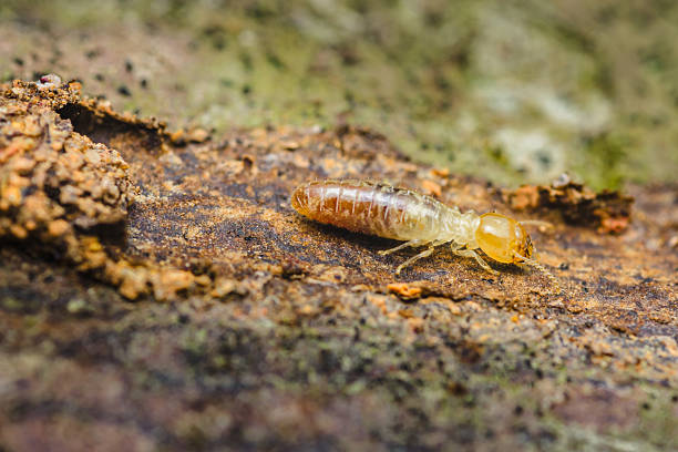 istock Termite worker walking on decaying wood in natural environment 2208468984