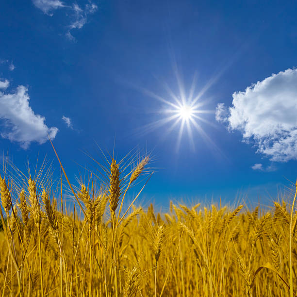 summer golden wheat field under a sparkle sun