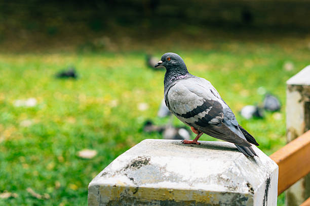 Pigeon standing on a concrete pole in a park, surrounded by other pigeons on the green grass in the background, creating a serene urban wildlife scene