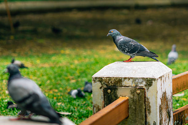 istock Pigeon standing on a concrete pillar in a park 2208469011