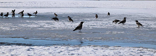 On a spring morning, a crow stands alone on the ice, away from its flock.