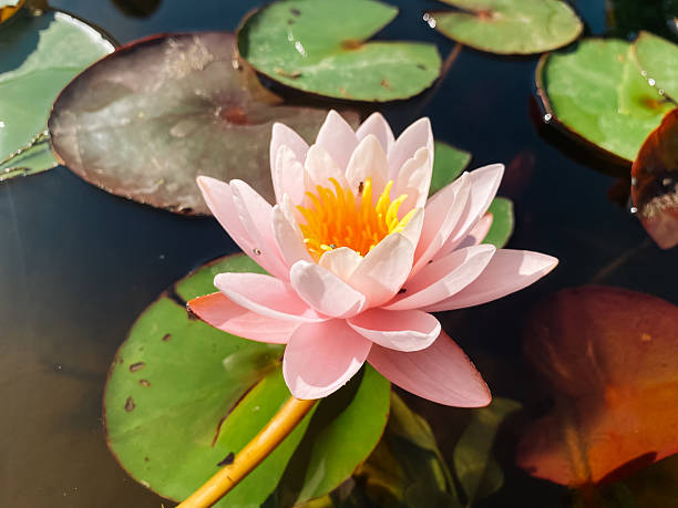 istock Pink flower with yellow center is floating in a pond 2208472878