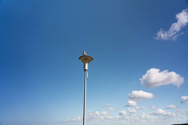 A seagull sitting on top of a lamp.A bright, clear blue sky.The Baltic sky in summer.