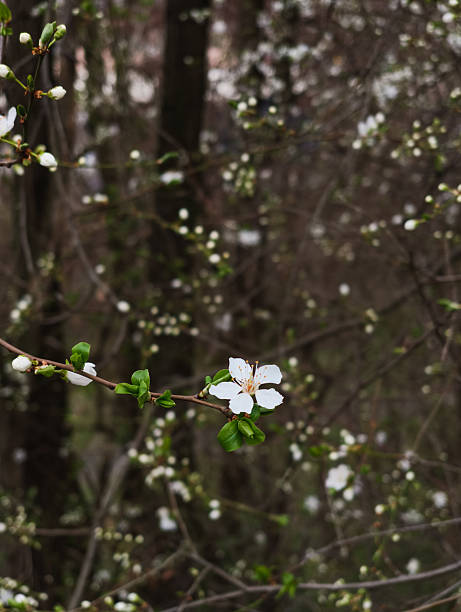 White flower blooming on a branch with green leaves, capturing the essence of spring in prague, czechia petrin gardens, copy space