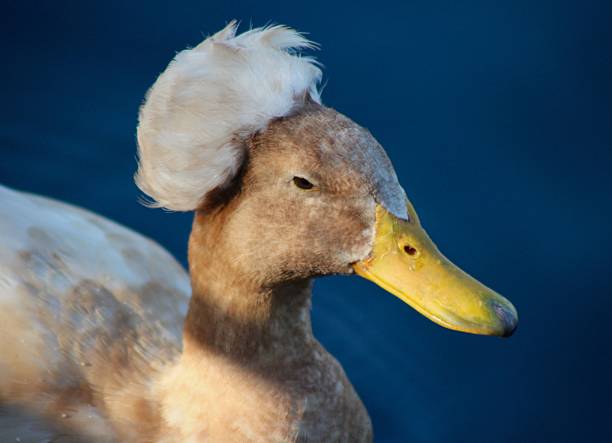 A close-up of a crested duck with unique plumage against a deep blue water background