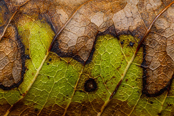 istock Leaf detailed in stages of decay 2208479681