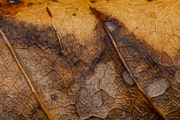 istock Leaf detailed in stages of decay 2208479748