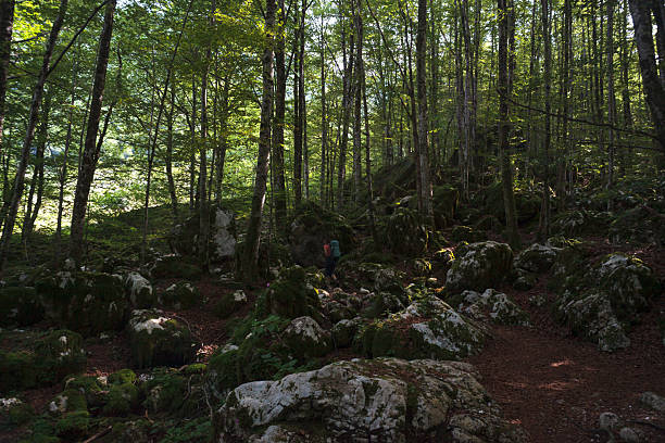 Forest in the Lepena Velley, Slovenia