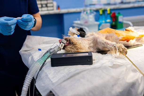istock Dog in operating room is anesthetized and monitored with pulse oximeter on its tongue, connected to breathing mask in veterinary clinic. 2208480573