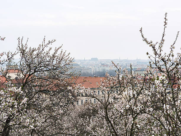 Scenic view of prague's cityscape through blooming almond trees in petrin hill gardens, capturing the beauty of spring in czechia, copy space