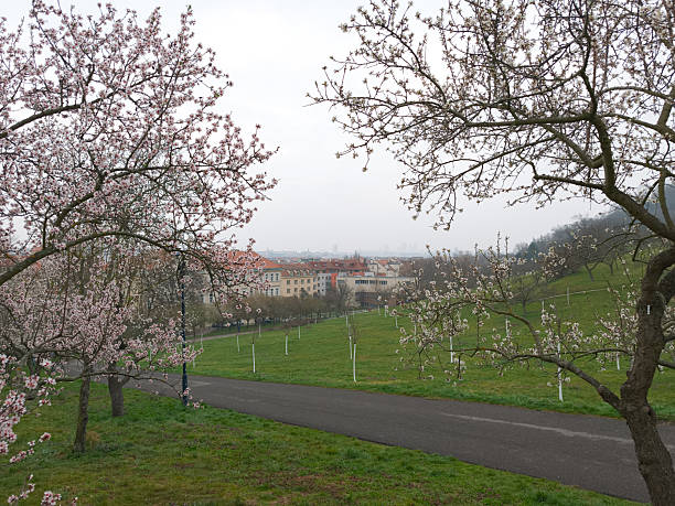 Scenic view of blooming almond trees in petrin hill park, prague, czechia, with the cityscape in the background on a cloudy spring day