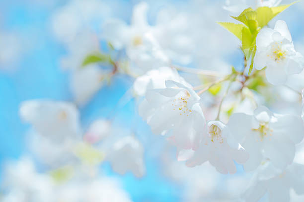 Cherry blossoms blooming at Tokyo in 2025.