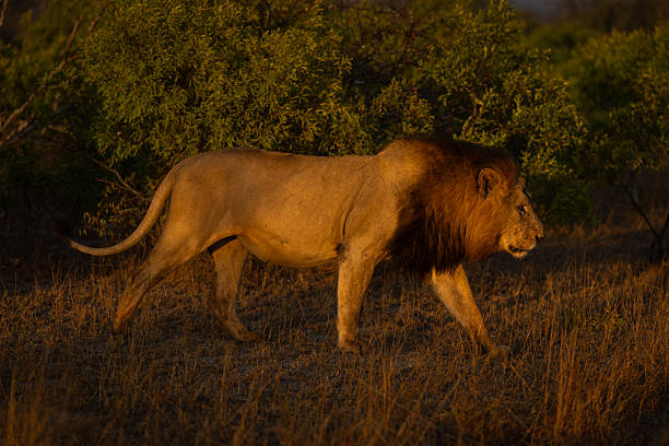 istock Male lion walks past bushes at dawn 2208485345