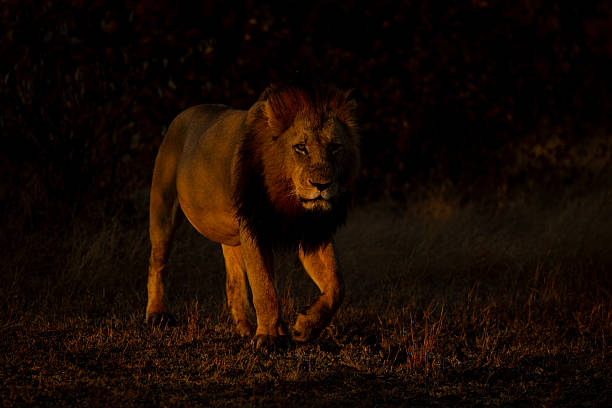 istock Male lion with catchlight walks to camera 2208485365