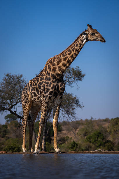 istock Male southern giraffe stands leaning over waterhole 2208485393