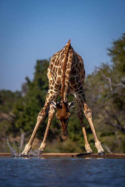istock Male southern giraffe stands bending over waterhole 2208485397