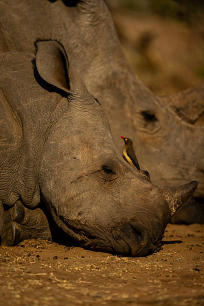 istock Red-billed oxpecker on white rhino lying asleep 2208485434