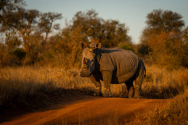istock Red-billed oxpecker on white rhino on track 2208485435