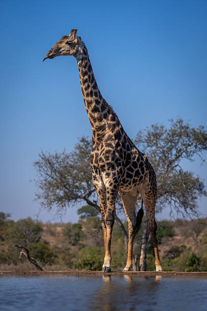 istock Southern giraffe stands splaying legs showing tongue 2208485461