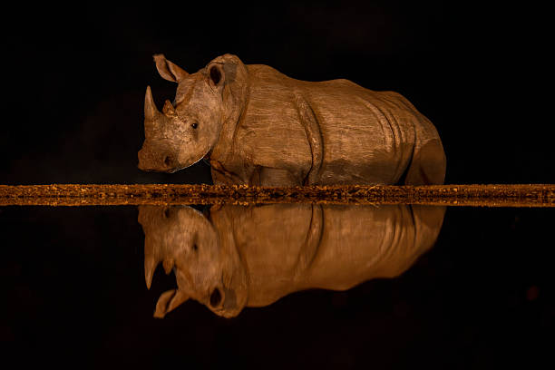 istock White rhino reflected in waterhole at night 2208485555
