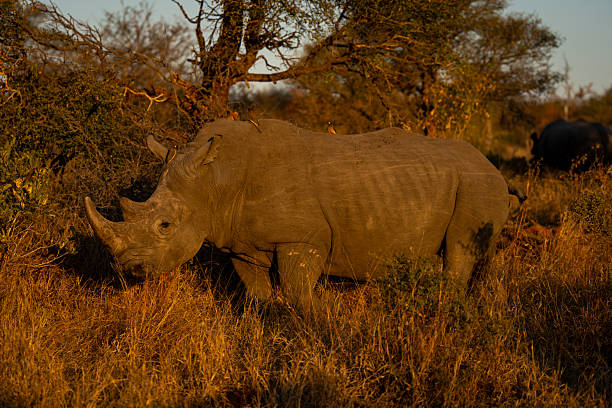 istock White rhino stands in bushes lifting head 2208485614