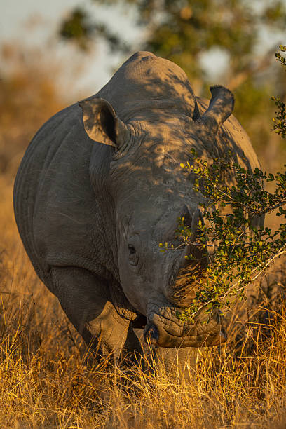 istock White rhino stands watching camera behind bush 2208485648