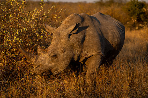 istock White rhino walks around bush on savanna 2208485655