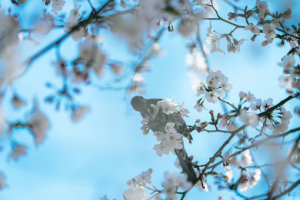 Cherry blossoms blooming at Tokyo in 2025.