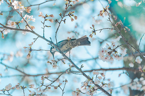 Cherry blossoms blooming at Tokyo in 2025.
