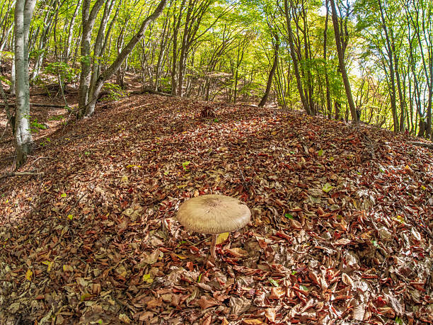 Forest in autumn after the rain with mushroom grow and yellow leaves at mountain forest the Crimean Peninsula. Mushroom in the dry leaves in the forest at autumn