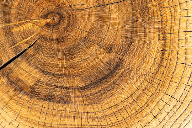 istock processed beautiful walnut wood used for the manufacture of objects 2208487916