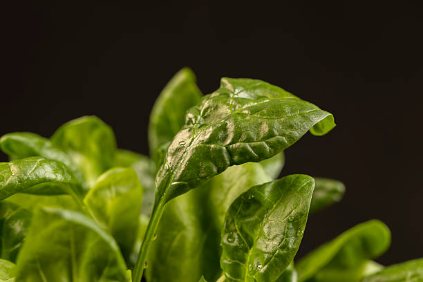 a piece of green spices fresh and fragrant for cooking
