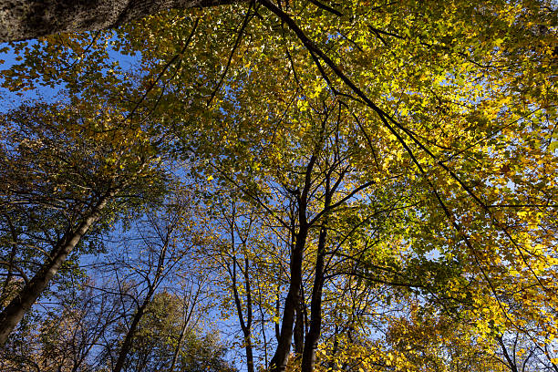 istock trees during the fall of yellowed foliage in the park 2208487961