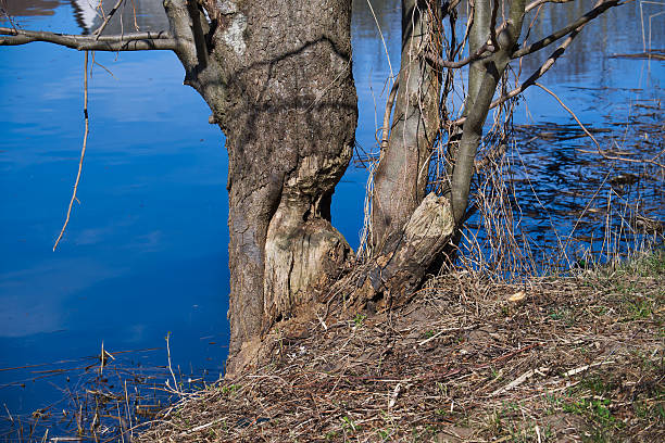 istock Large damaged tree trunk growing on river bank with blue water in background 2208489521
