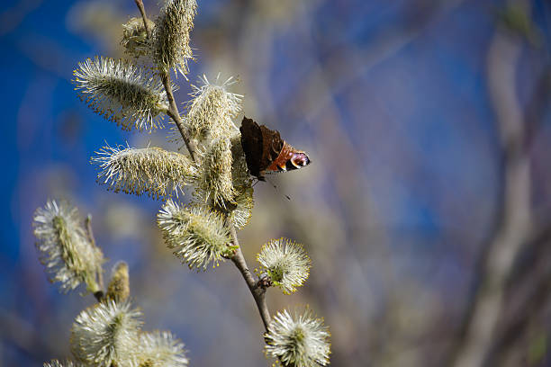European peacock butterfly resting on a blooming willow branch, sipping nectar from fluffy buds in the vibrant springtime against a clear blue sky, capturing the essence of nature's beauty
