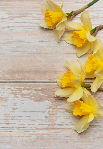 Daffodils arranged on a white wooden background creating a spring border with copy space
